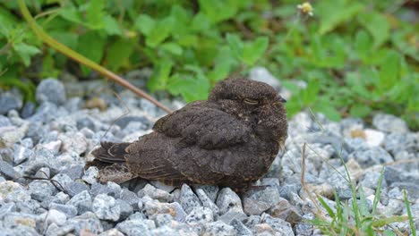 savanna nightjar bird resting on rocks - close up