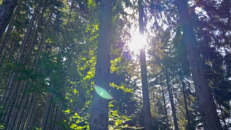 Sunlight seeping through dense forest with scenic 4k 2025 08 05 02 41 17 utc.mov | adventure, beauty, biodiversity, botanical