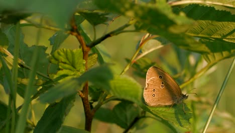 brown butterfly on leaves