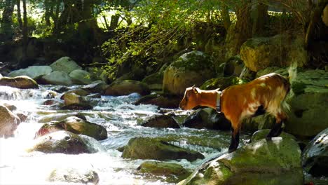 Braune-Ziege,-Die-Auf-Einem-Felsen-An-Einem-Fluss-Steht