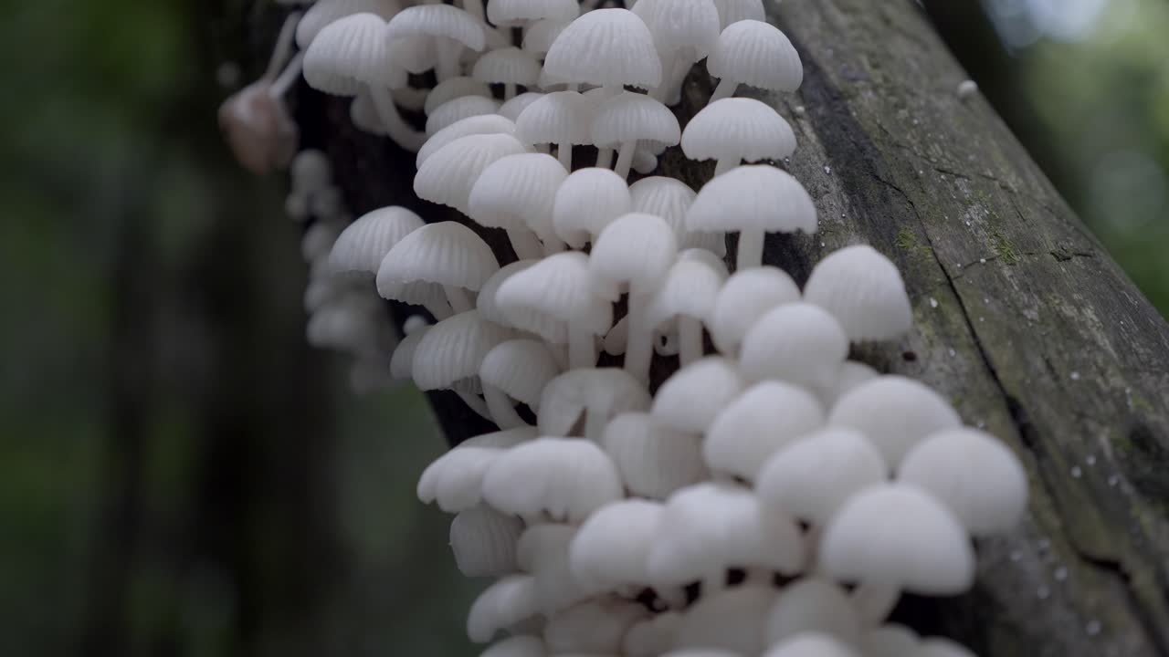 이끼로 덮인 나무에서 자라는 흰색 작은 버섯에 얕은 초점을 닫습니다.