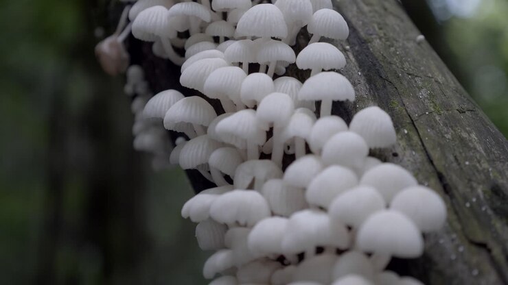 Close up shallow focus on white small mushrooms growing on moss covered tree
