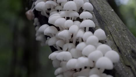 close up shallow focus on white small mushrooms growing on moss covered tree