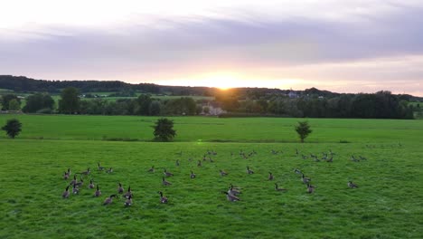 grounded flock of wild birds resting