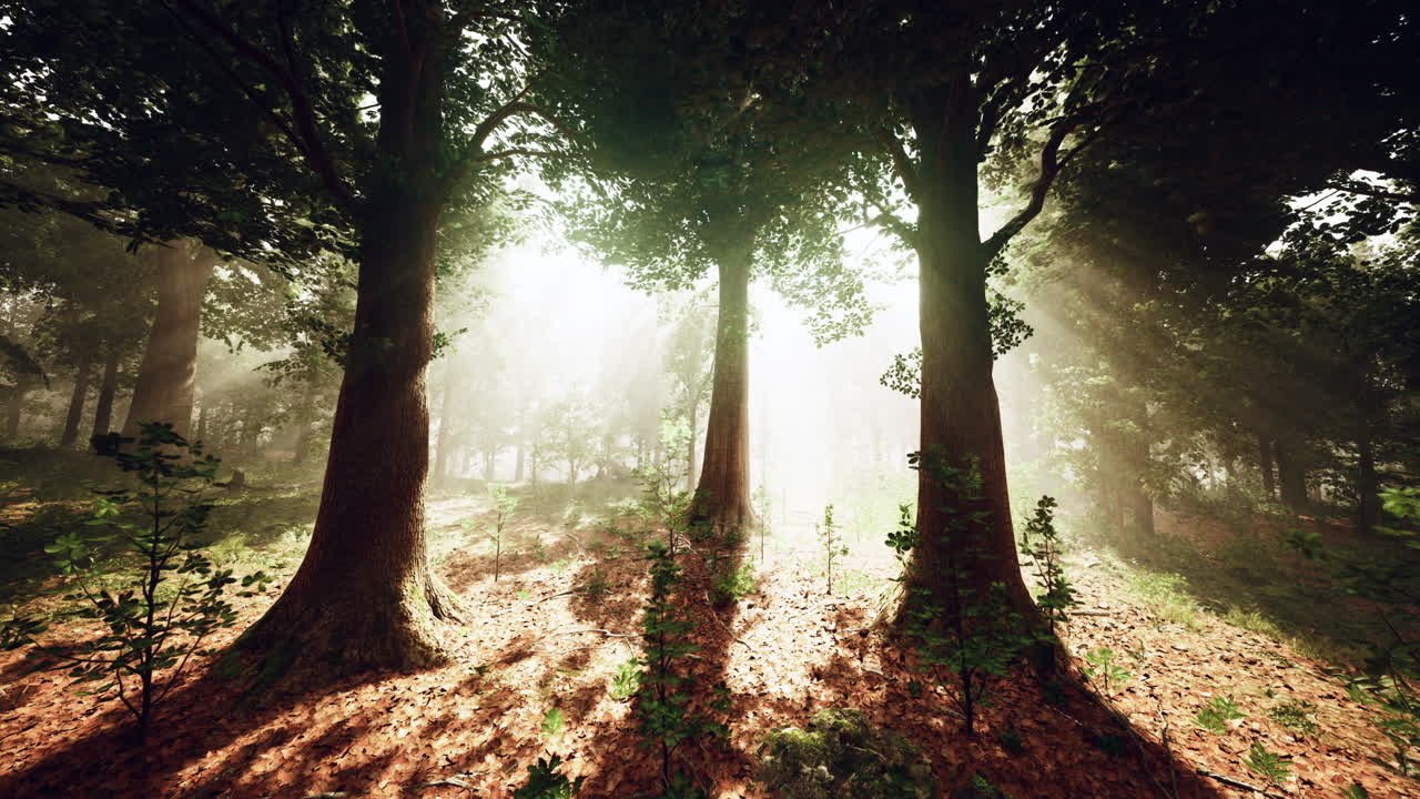 la luz del sol fluye a través de un bosque de niebla