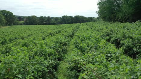 Drone aerial view of a blueberry farm field right to left