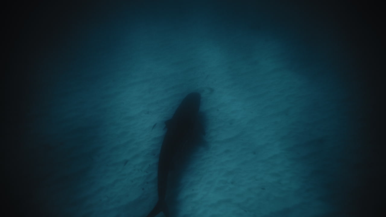Reef shark swims along sandy bottom of ocean with light penetrating down to depths