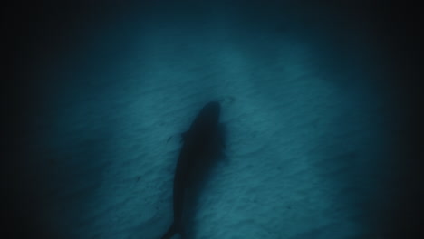 reef shark swims along sandy bottom of ocean with light penetrating down to depths