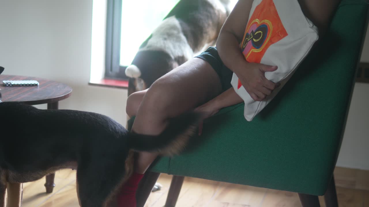 Donna che si rilassa su una sedia verde con una borsa elegante, trascorrendo tempo di qualità in casa con due cani, abbracciando uno stile di vita accogliente e la compagnia degli animali domestici a casa, ripresa al rallentatore