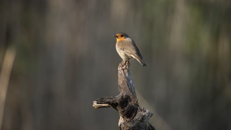 Robin-Red-Breast-Perched-on-a-Branch,-Takes-Flight,-Close-Up-Cinematic-Slow-Motion,-Shallow-Depth-of-FIeld