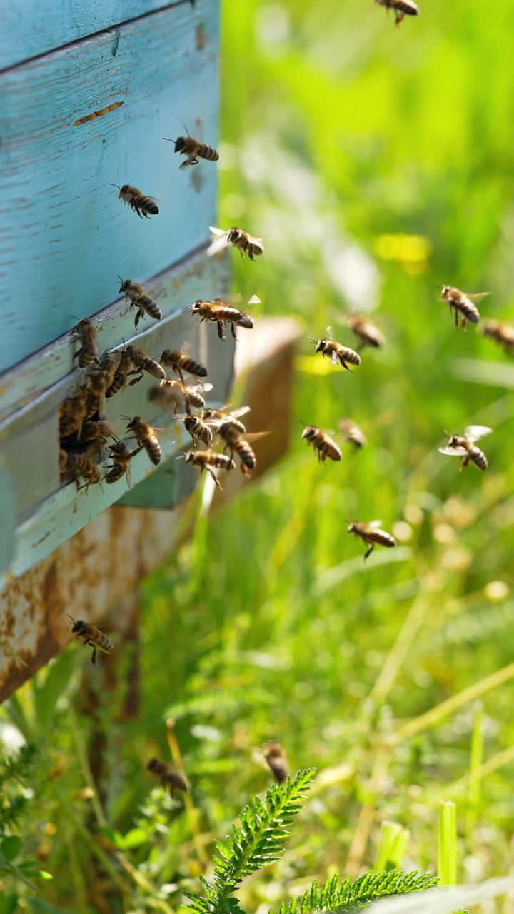 Industrious bees coming back to their wooden hives. Honey insects bringing nectar to the cells. Green grass backdrop in blur. Vertical video
