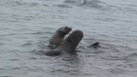 lobos marinos luchando en aguas poco profundas