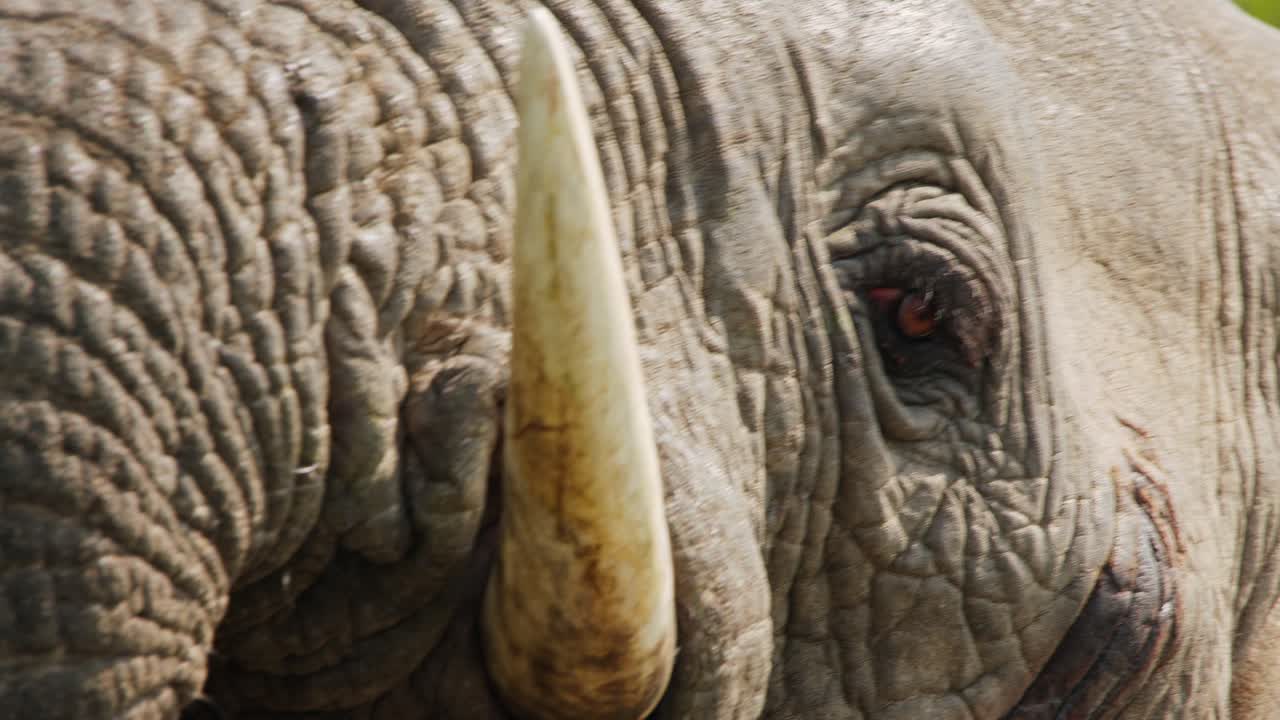 Extreme close-up shot shows the trunk of an African bush elephant (Loxodonta africana) powerfully spraying water, captured in Murchison Falls National Park, Uganda, with dynamic slow motion detail.