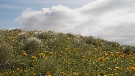 Wilde-Blumen-Und-Langes-Gras-Bewegen-Sich-Im-Wind-An-Einem-Sommertag-Im-Schottischen-Hochland-4k