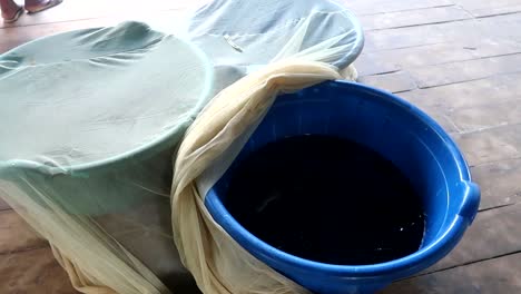 three big buckets covered with a net and with baby green turtles inside ready to release