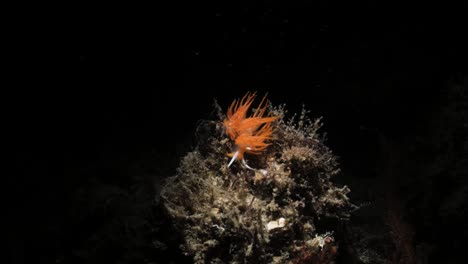 Magnífico-Nudibranquio-Iluminado-Por-La-Luz-De-Los-Buzos-Por-La-Noche.