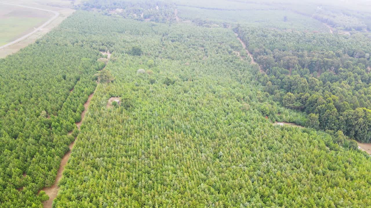 copas de los árboles contra el cielo soleado
