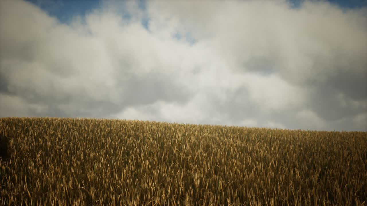 Dark stormy clouds over wheat field