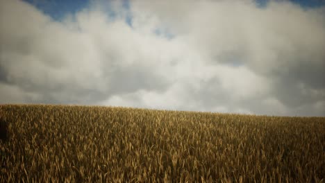 dark stormy clouds over wheat field