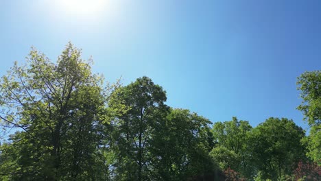 mirando hacia el cielo en un día soleado - 4k