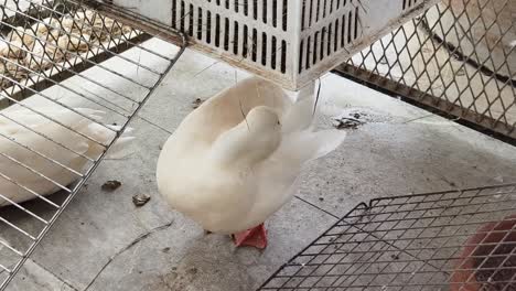 pato blanco en una jaula