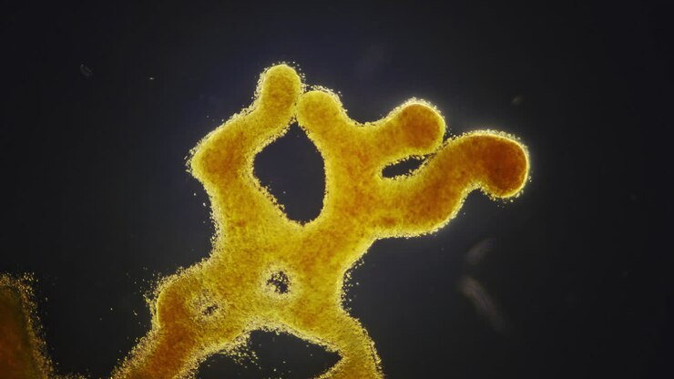 Microscopic View of a Yellowish Organic Structure with Bubbles