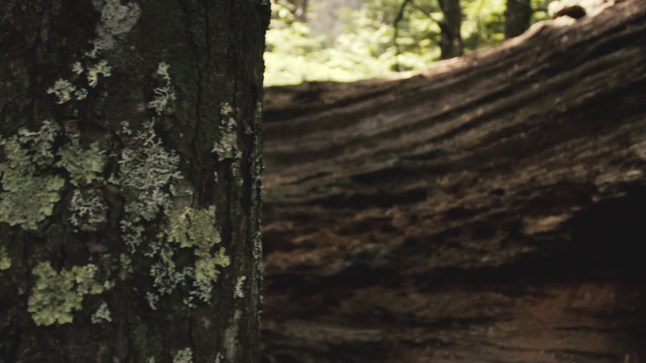 Sliding movement in the nature to be used as transition