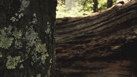 movimiento deslizante en la naturaleza para ser utilizado como transición