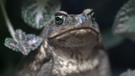 close up footage of cane toad - half body view