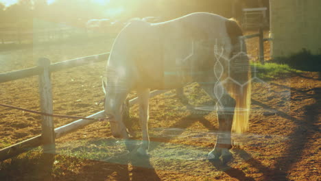 horse grazing in sunlit field with dna strand and data processing animation overlay