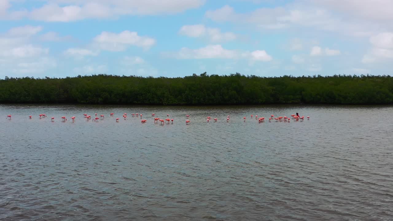 amplio paisaje aéreo de flamencos rosados nadando a lo largo de las aguas costeras de río lagartos en méxico