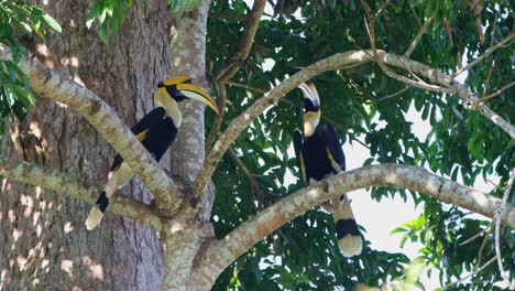 both perched on the branch opposite to each other as they talk about their future family, great hornbill buceros bicornis, khao yai national park, thailand