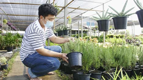 a squatting masked asian man examines plants in pots at a garden center with a plastic roof in bright light