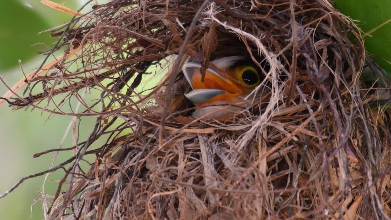 Il beccolargo dal petto argentato è un uccello famoso in Thailandia, sia a livello locale che internazionale.
