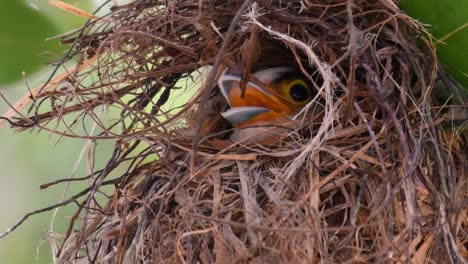 Der-Silberbrust-breitschnabel-Ist-Ein-Berühmter-Vogel-In-Thailand,-Sowohl-Lokal-Als-Auch-International