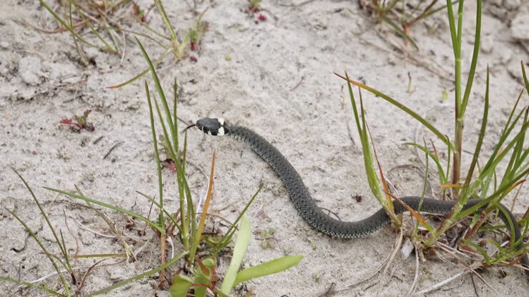 Cobra-de-água rastejando em ambiente arenoso - Close-up.
