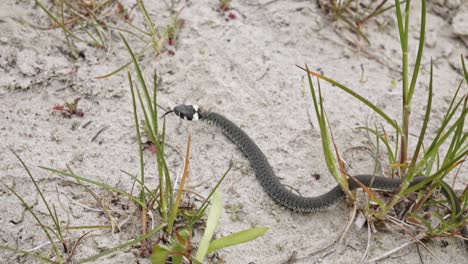 A-Grass-Snake-Slithering-Through-a-Sandy-Environment---Close-Up