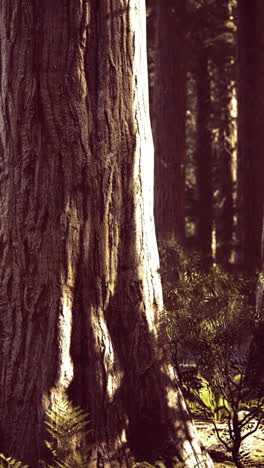 majestic trees reaching for the sky in a serene forest landscape