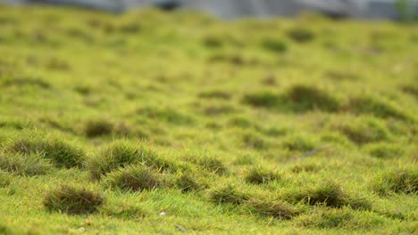 garden green grass closeup view