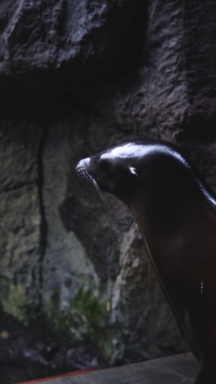 Seal gliding and turning in a pool