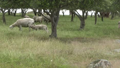 En-La-Vida-Silvestre-De-La-Granja-Abierta-Natural-Cabeza-De-Cordero-Cabeza-De-Oveja-Madre-De-Leche-Bajo-Los-Olivos