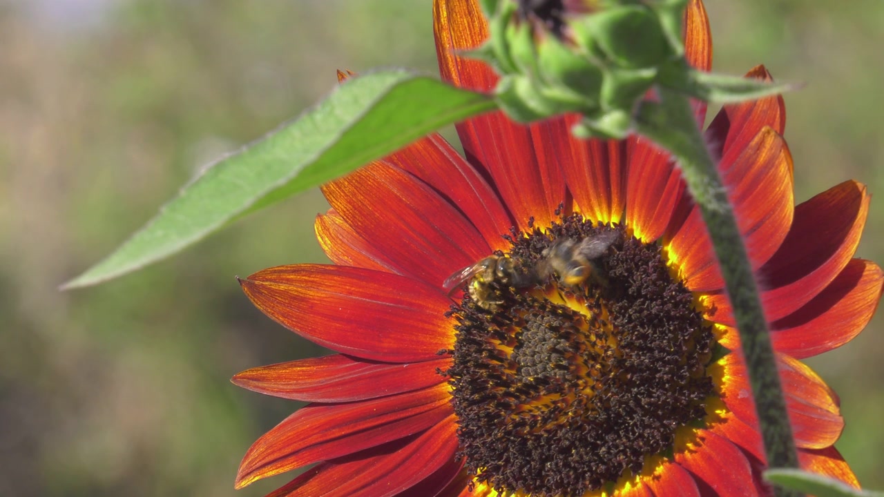 Close-up honeybees on red sunflower, slowmo, macro nature, flying insects
