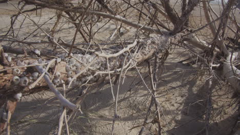 barnacles on a tree branch that washed on shore