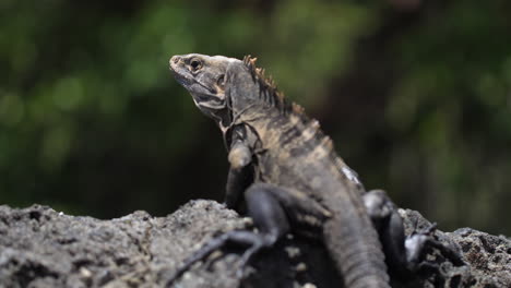 Iguana-Negra-De-Cola-Espinosa-En-Una-Playa-De-Costa-Rica