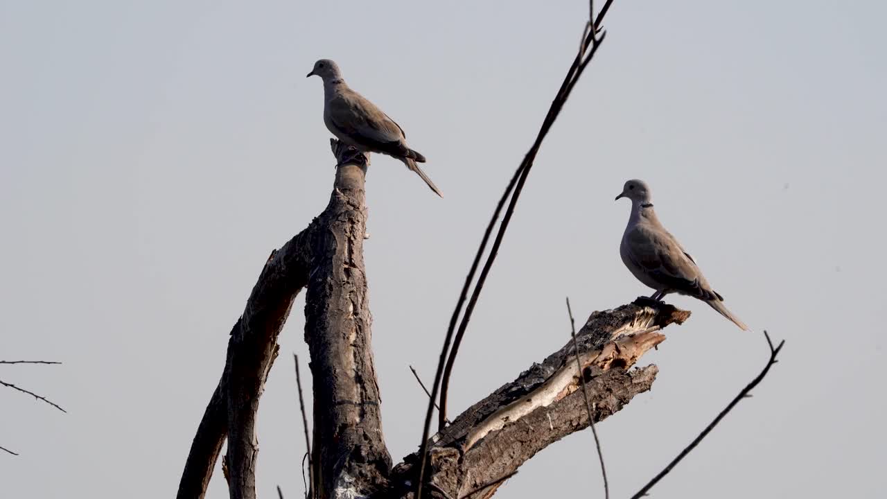 남부 캘리포니아의 나무에 앉아 있는 비둘기