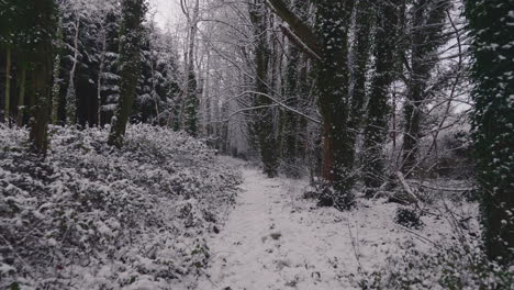 walk through densely snow covered trails in forest passing to trees with bare branches during winter