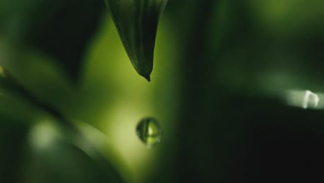 Una-Sola-Gota-De-Agua-Que-Cae-Lentamente-Desde-La-Cima-De-Una-Hoja-Verde,-Ultra-Primer-Plano,-Naturaleza