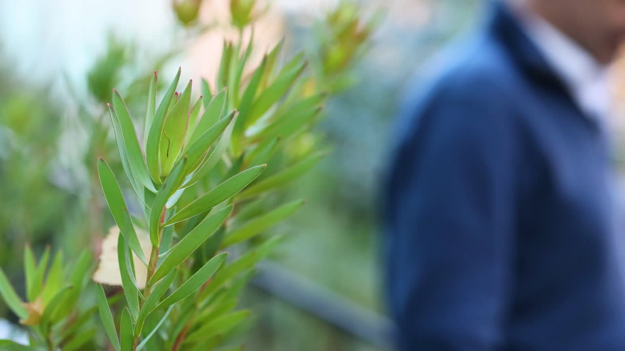 individuos caminando junto a una planta de leucadendro