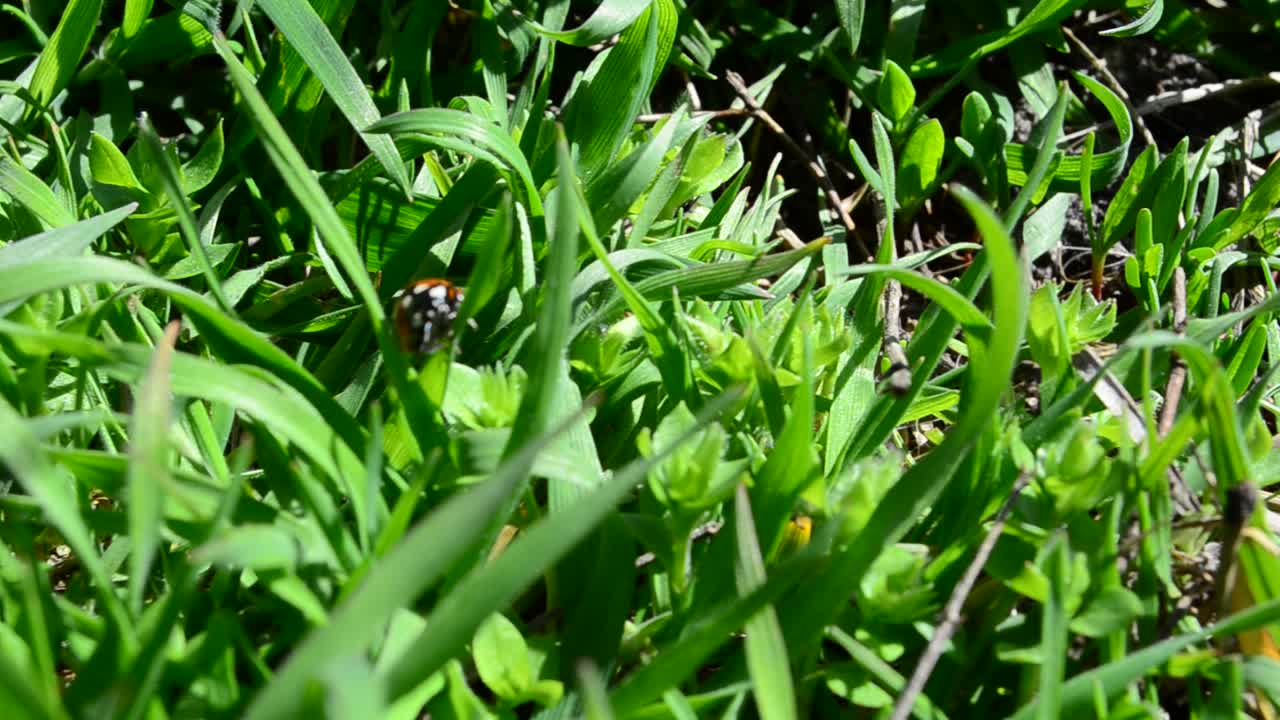 Shooting of a grass, spring. Ladybug in a grass
