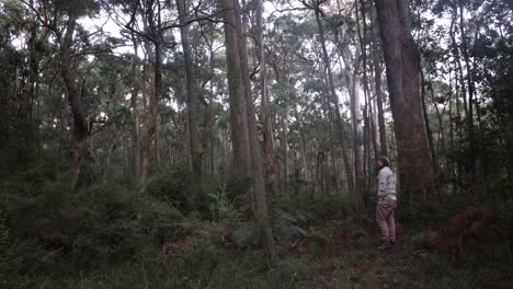 a man walks in the cold forests of victoria in the winter in the early morning